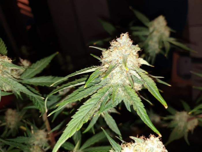 WhatsApp Image 2021-01-29 at 21.10.14.jpeg